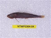 藏品(貢氏鰐齒魚)的圖片